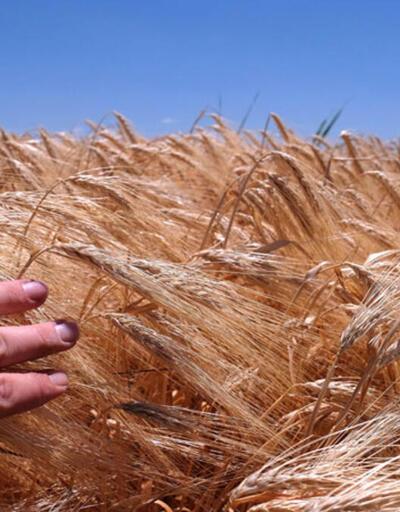 Tahıl koridorundan taşınan tahıl miktarı 13 milyon tonu geçti