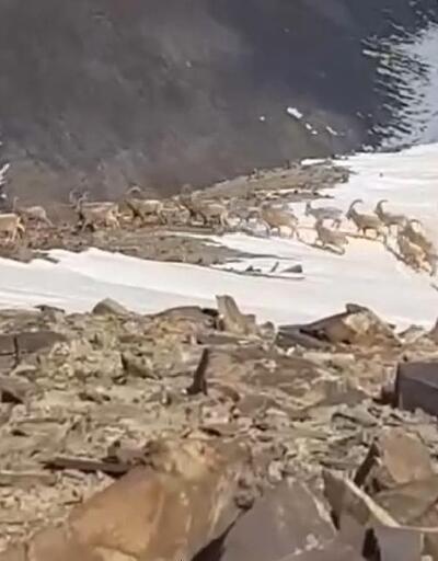 Hakkari'de yüzlerce dağ keçisi görüntülendi