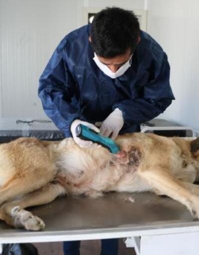 Yüksekova'daki Hayvan Bakım ve Rehabilitasyon Merkezi'nde 2 bin 457 hayvan tedavi edildi