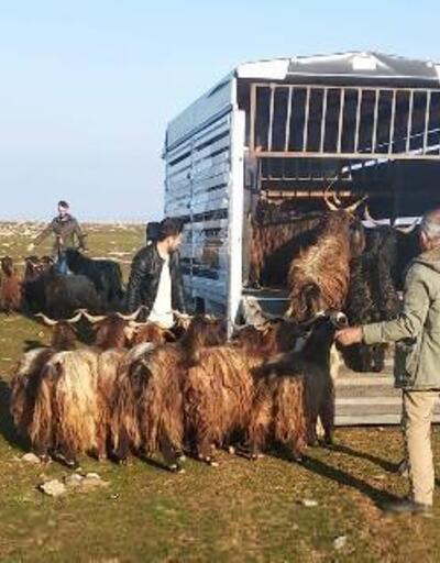 Şanlıurfa’da çalınan koyunlar, Diyarbakır’da bulundu