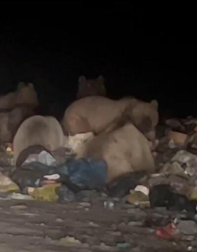 Sarıkamış'ta boz ayılar şehre indi	