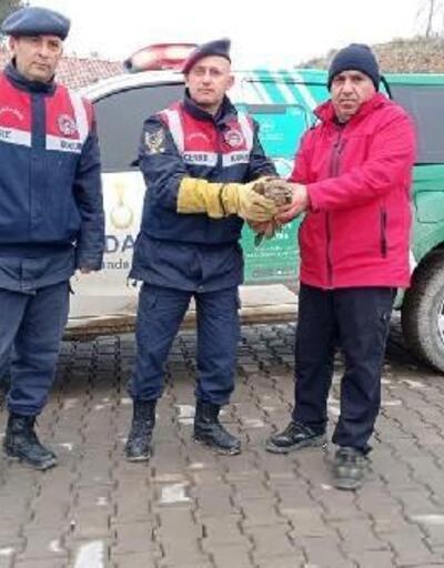 Jandarma, yaralı şahini tedavi merkezine teslim etti