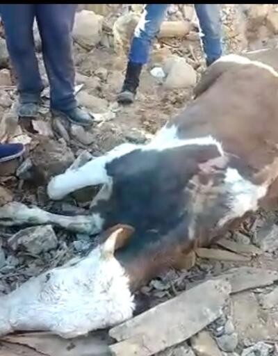 Depremde mahsur kalan inek, 300 saat sonra kurtarıldı