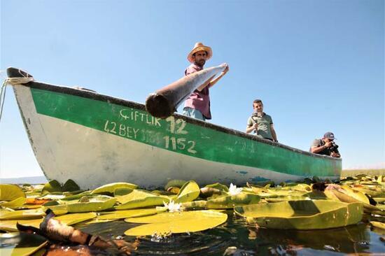 Beyşehir Gölü’nde yetişen nilüferler görsel şölen oluşturuyor! Koparmanın cezası 73 bin TL