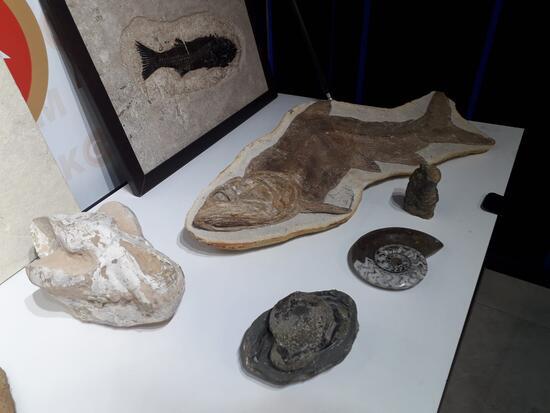 Adnan Oktar'ın Ankara'daki evlerinden milyon dolarlık fosiller çıktı