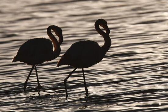 Van Gölü Havzası'nın narin kuşları flamingolar