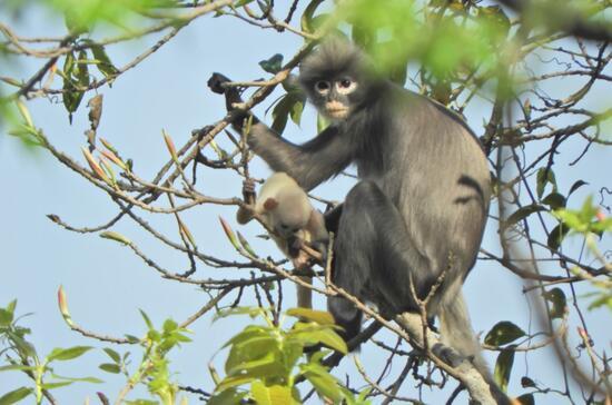 Myanmar'da nesli tükenme tehdidinde olan yeni bir primat türü keşfedildi
