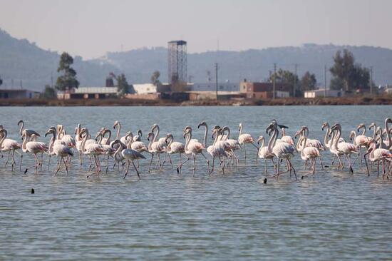 Muğla'nın erkenci flamingoları