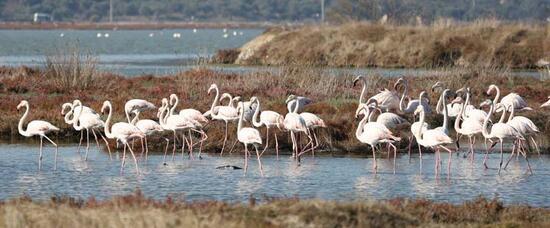 Muğla'nın erkenci flamingoları
