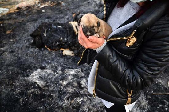 Kulübesi yakılarak telef edilmiş 9 yavru köpek bulundu
