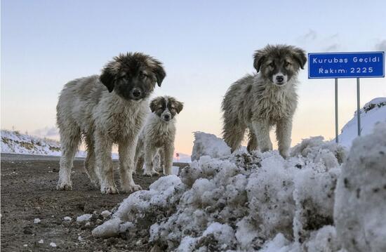 Van'da donma tehlikesi geçiren yavru köpekleri belediye ekipleri kurtardı