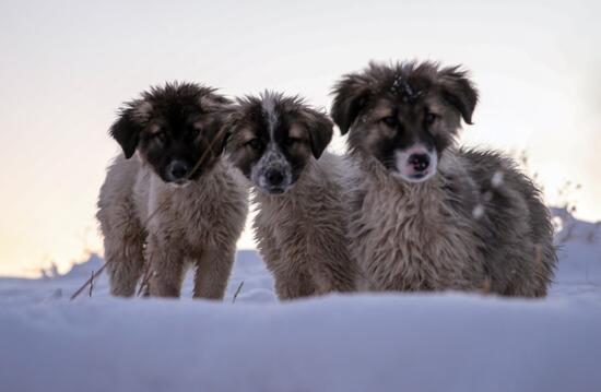 Van'da donma tehlikesi geçiren yavru köpekleri belediye ekipleri kurtardı