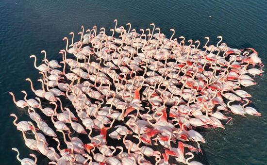 İzmir'de flamingolardan görsel şölen