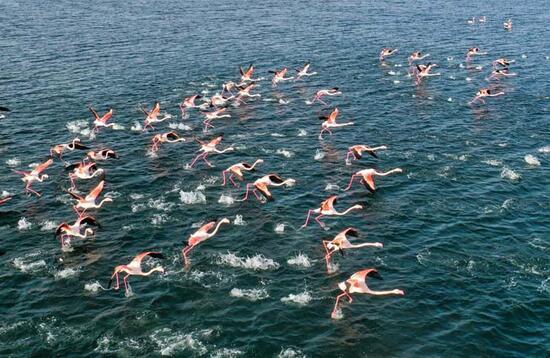 İzmir'de flamingolardan görsel şölen