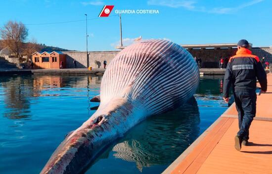 İtalya’da 70 tonluk ölü balina kıyıya vurdu