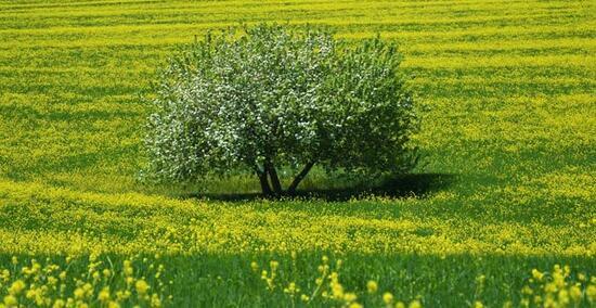 Baharın gelmesiyle hardal çiçekleri, Tunceli’yi sarıya boyadı