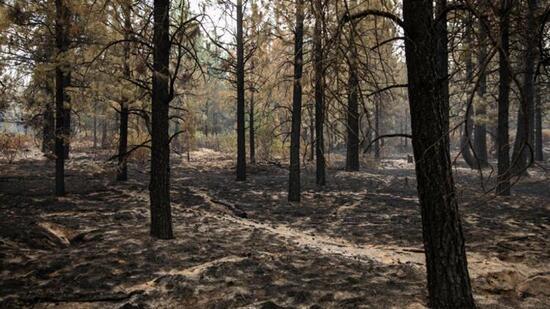 Son dakika: Dünya orman yangınlarıyla mücadele ediyor! Acil durum ilan edildi...