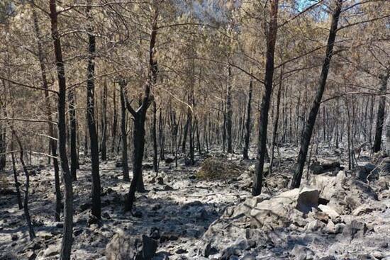 Bodrum ve Milas'ta yanan ormanlık alanlar havadan görüntülendi