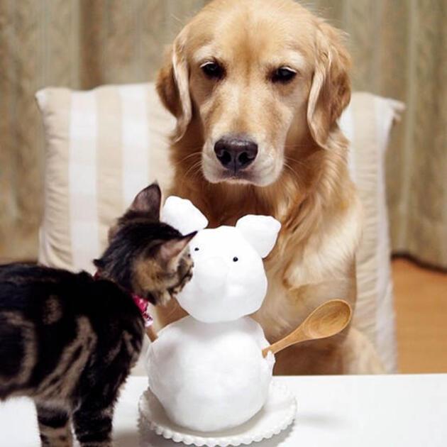Kedi köpek dostluğu