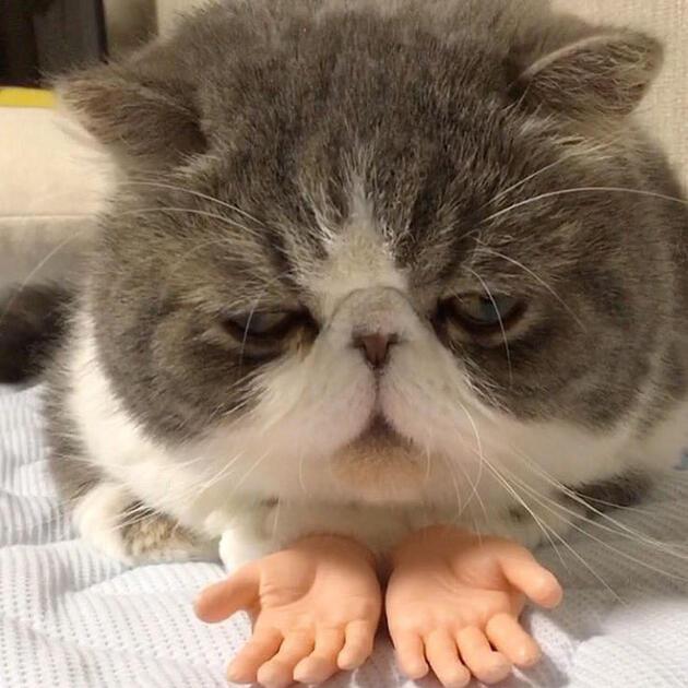 İnsan eli şeklinde protez takılan kedi tartışma yarattı