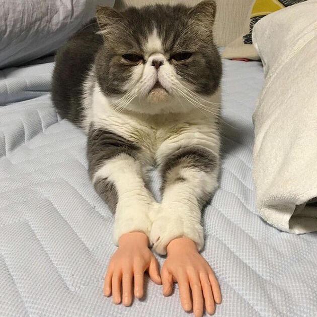 İnsan eli şeklinde protez takılan kedi tartışma yarattı