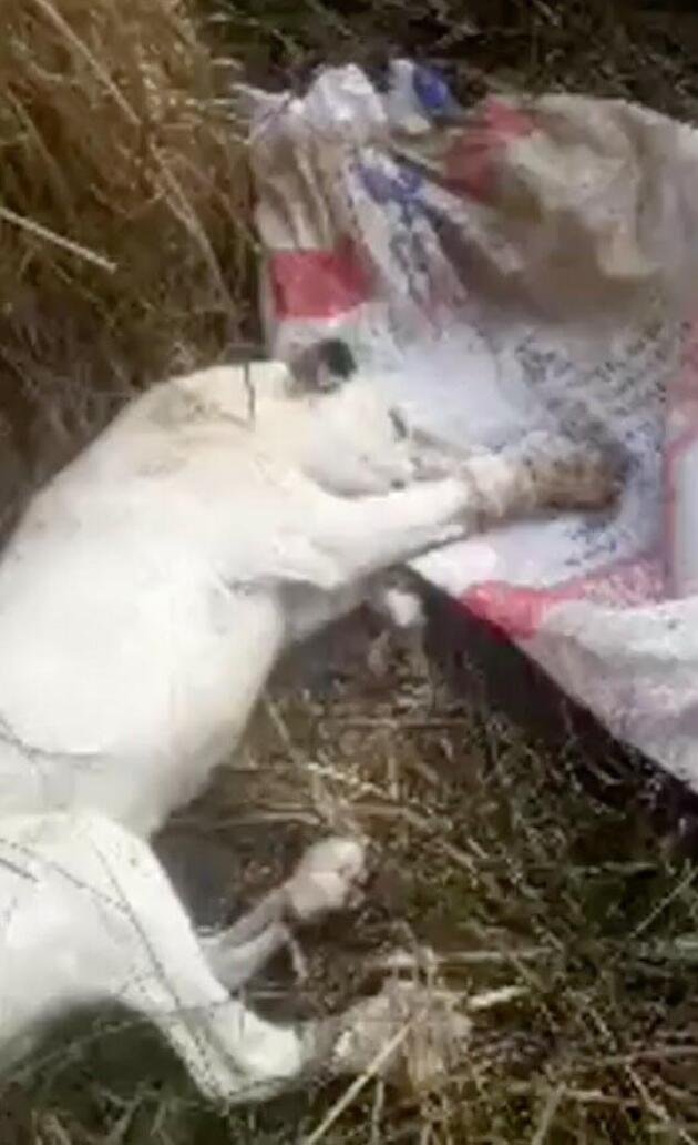 Manisa avcılar ölüme terk edilen 3 köpeği kurtardı ile ilgili görsel sonucu