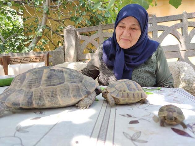 71 yaşındaki Zekiye Artut bahçesindeki 3 kaplumbağaya özenle bakıyor