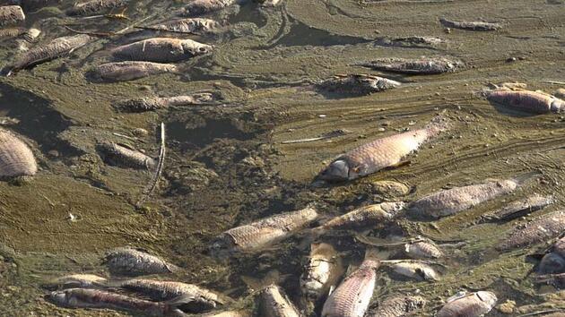 Van'da artan balık ölümleri inceleniyor