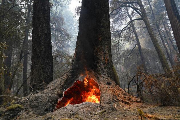 California'daki yangınlarda itfaiyeciler dünyanın en büyük ağacını kurtarmaya çalışıyor