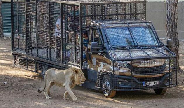 Antalya'da telli kamyonetle aslan safarisine tepki