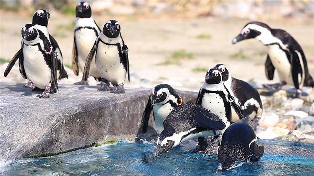 Güney Afrika'da tehlike altındaki penguenlere arı sürüsü saldırdı: 63 ölü