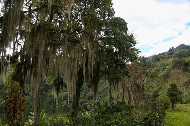 Kolombiya'nın kahve bölgesi Manizales'in doğası ziyaretçilerini cezbediyor
