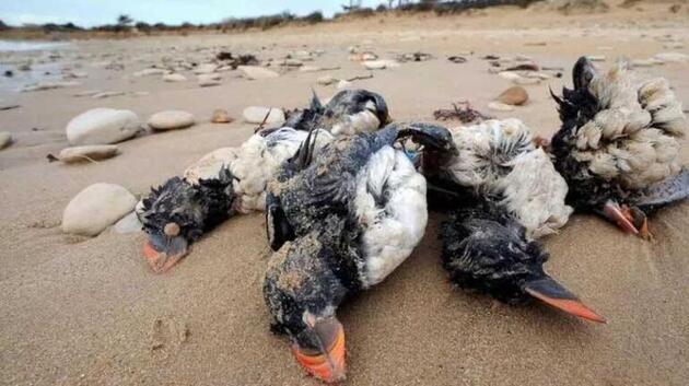 Gökyüzünden ölü kuşlar yağdı! Korkutan uyarı: Türkiye'ye hastalık taşıyabilir