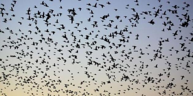 Gökyüzünden ölü kuşlar yağdı! Korkutan uyarı: Türkiye'ye hastalık taşıyabilir