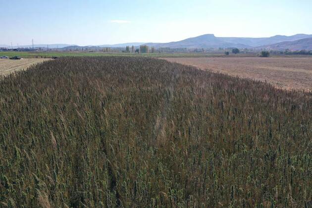 Sivas'ta izinli ilk kenevir hasadı