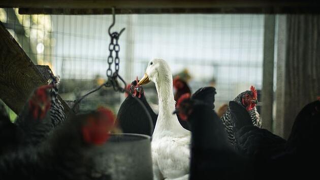 ⁠Bilim insanlarından daha ölümcül pandemi uyarısı: En az sekiz kuş gribi türü dünyada dolaşıyor
