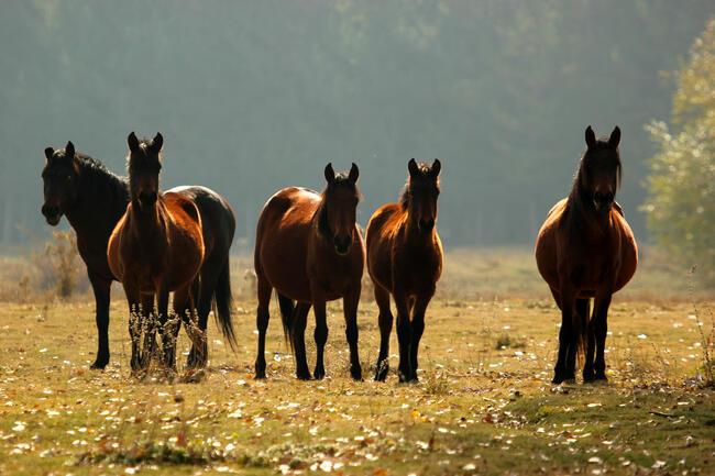 Yılkı atları doğal ortamında görüntülendi