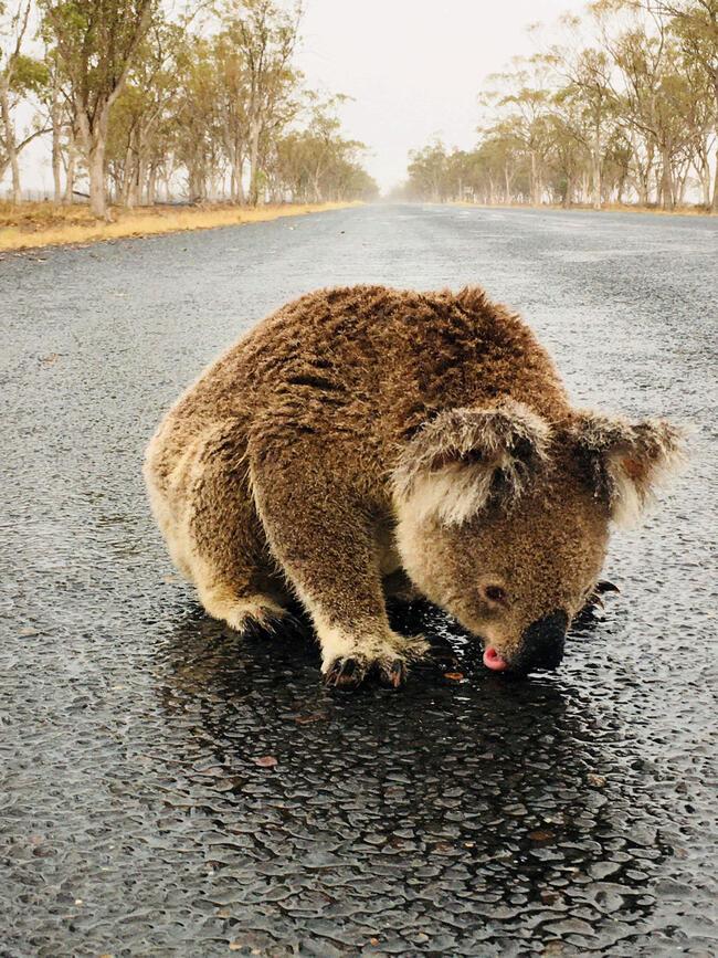 Avustralya'daki felakette yürek burkan görüntü: Yağmur yağdı, yoldaki su birikintisine koştu