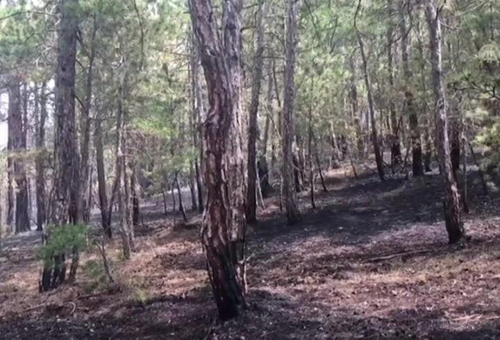 Eskişehir amp 39 de orman yangını