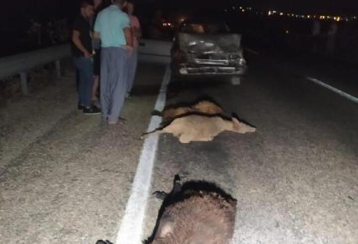 Otomobil sürüye çarptı! 10 koyun öldü, 2 kişi yaralandı