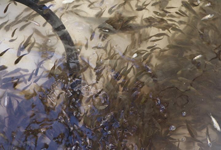 Siirt'te 1 milyon 485 bin balık yavrusu bırakıldı