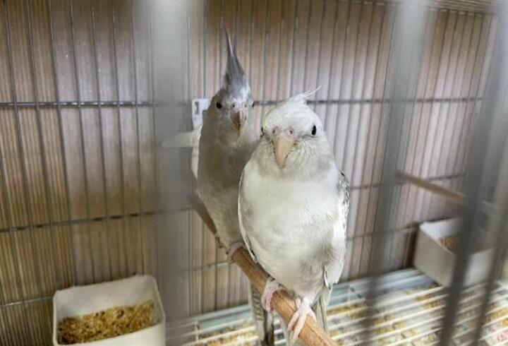 Güngören'de yurda kaçak yollarla sokulan 45 papağan ele geçirildi