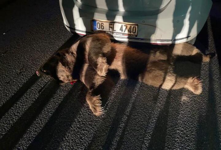 Bursa'da otomobilin çarptığı ayı öldü