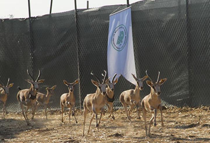 Cudi Dağı'na 'gazella gazella' türü 40 ceylan bırakıldı