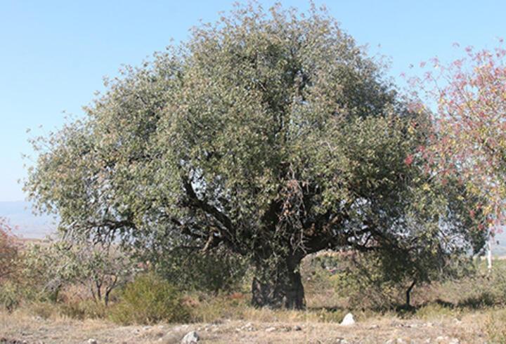 Tokat'ta asırlık 3 ağaç koruma altına alındı