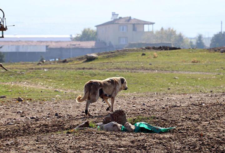 Eskişehir'de kuduz karantinası; 17 köpek uyutuldu