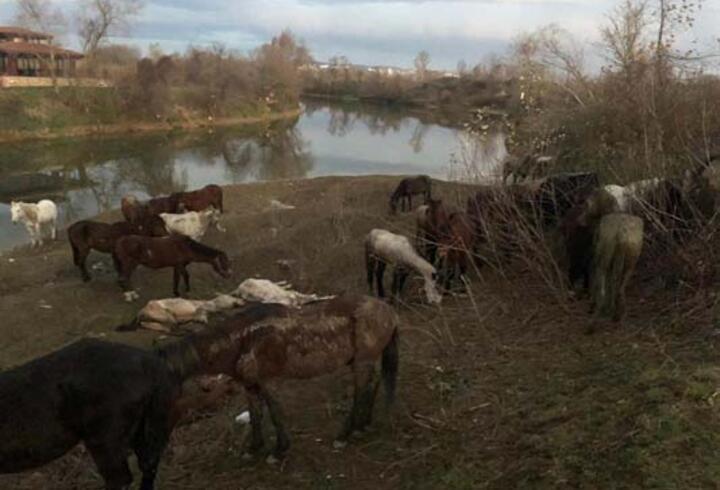 Nehir kenarında kesileceği ihbar edilen atlar, yediemine alındı