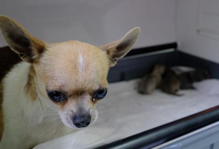 'Chihuahua' cinsi köpeğe sezaryen; 3 yavru doğdu