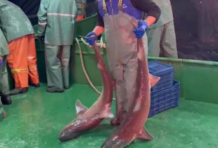 Ağlara yakalanan 2 köpek balığı denize salındı