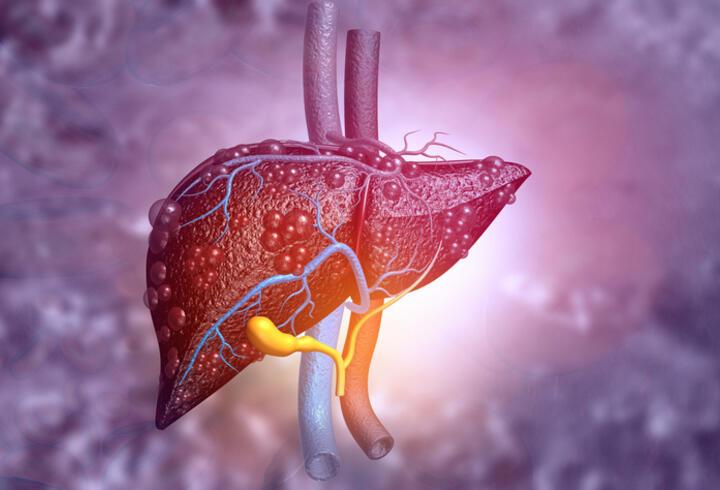 Karaciğerin Görevleri Nelerdir? Karaciğer Vücutta Ne İşe Yarar?